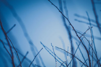 Low angle view of bare tree against blue sky