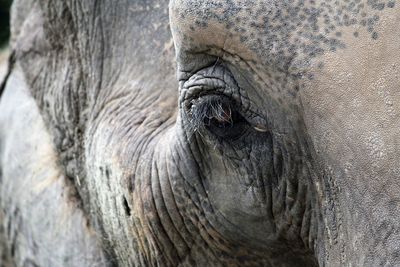 Close-up of elephant