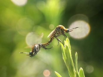 Close-up of insect on plant