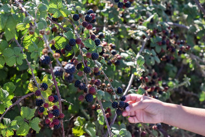 Close-up of hand holding grapes