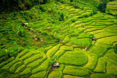 High angle view of agricultural field
