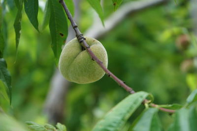 Close-up of one fruit growing on tree