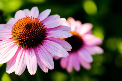 Close-up of coneflower blooming outdoors