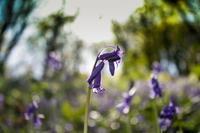 Close-up of purple flowers blooming outdoors