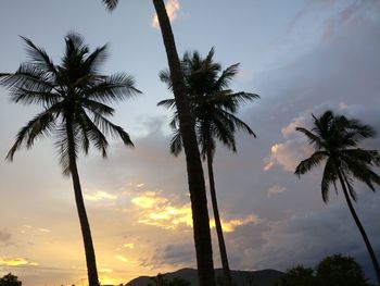 Low angle view of palm trees growing against sky during sunset