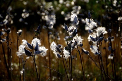 Close-up of white flowers