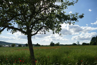 Scenic view of grassy field against sky