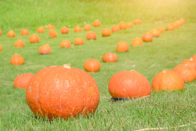 Close-up of oranges on field