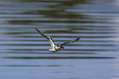 Seagulls flying over lake