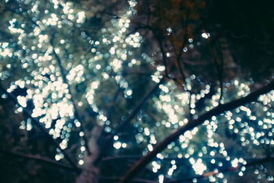 Low angle view of flowers on tree