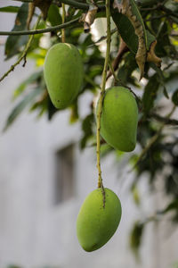 Close-up of apple growing on tree