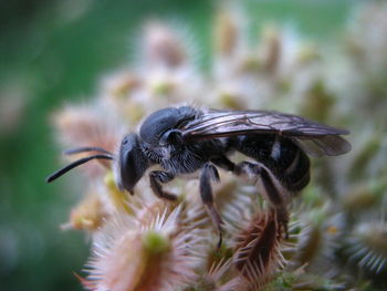 Close-up of insect on flower