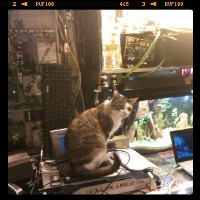 pets, domestic animals, mammal, animal themes, one animal, car, domestic cat, transfer print, cat, city, building exterior, land vehicle, transportation, window, architecture, feline, sitting, auto post production filter, mode of transport, built structure