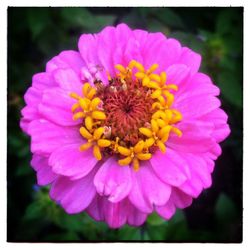 Close-up of pink flower blooming outdoors