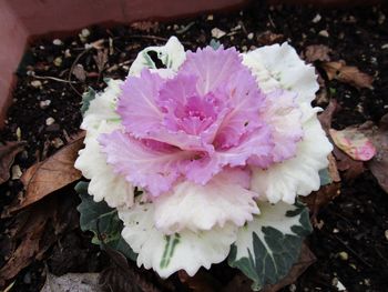 Close-up high angle view of flower