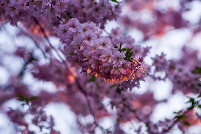 Close-up of cherry blossoms on tree