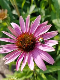 Close-up of bee pollinating on flower