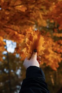 Close-up of hand holding orange flower