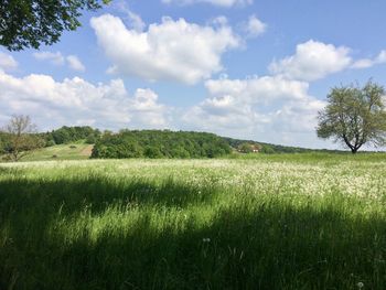 Scenic view of field against sky