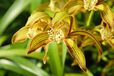 Close-up of yellow lily blooming outdoors