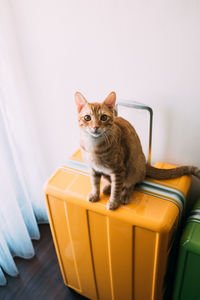 Portrait of cat sitting on wall