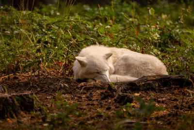 Sleepy white wolf