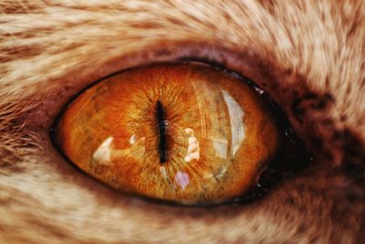 Extreme close-up of eye