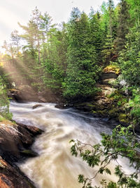 Scenic view of stream flowing in forest