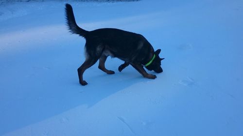 Dog with ball on snow field against sky