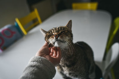 Hand caressing a cat - indoor scene