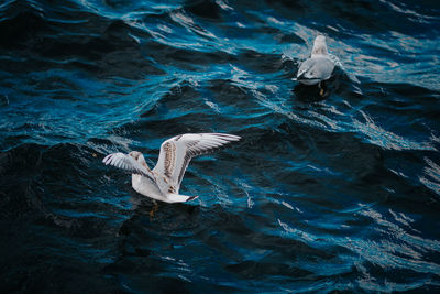 High angle view of seagull flying in sea