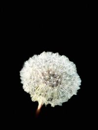 Close-up of flower against black background