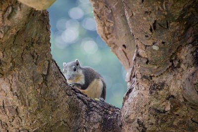 Close-up of squirrel