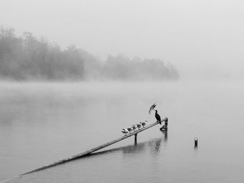 Animals kiss on the lake