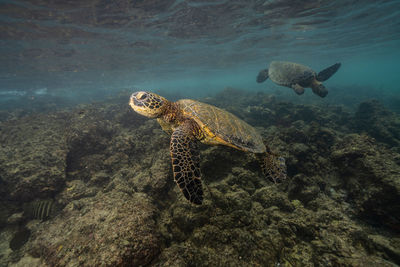 Turtle swimming in sea