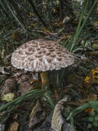 Close-up of mushrooms growing in forest