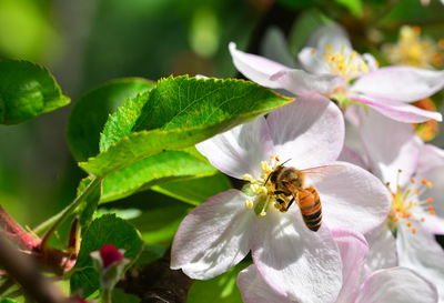Close-up of bee pollinating on flower