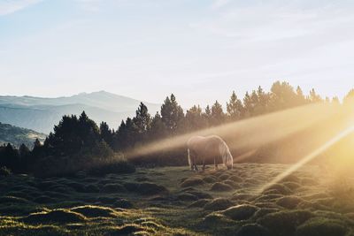 View of an animal on field against sky