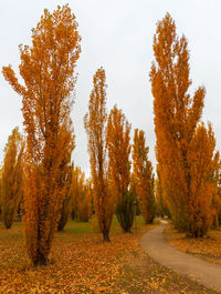 Trees on field against sky during autumn