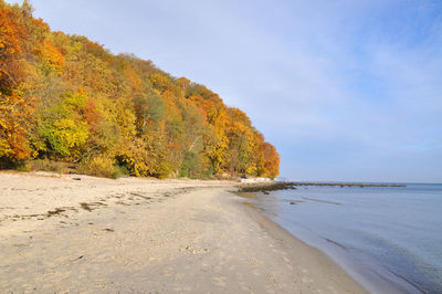 Autumn trees at beach