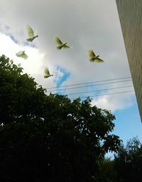 Low angle view of birds flying against sky