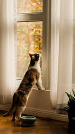 Cat looking through window at home