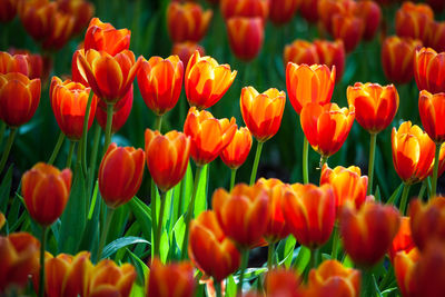 Close-up of orange tulips in field