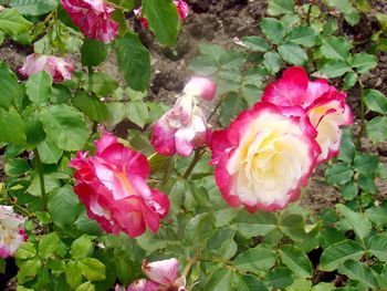 Close-up of pink flowers blooming outdoors