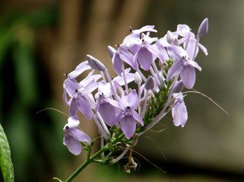 Close-up of purple flowers