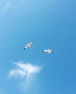 Low angle view of seagulls flying