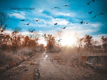 Flock of birds flying in the sky