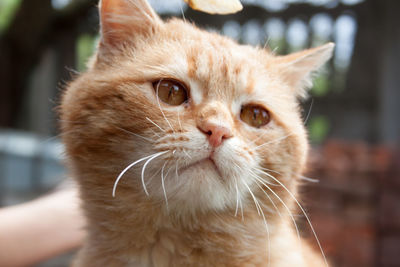 Close-up of hand holding cat