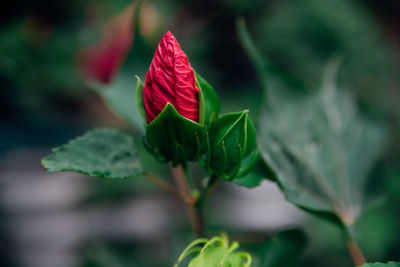Bright pink tropical hibiscus flower, not opened bud, green leaves on a natural background.