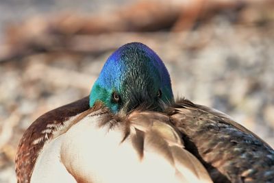 Close-up portrait of bird